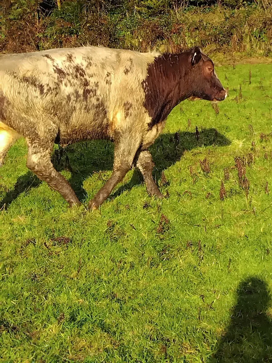 5 star roan heifer - Image 1