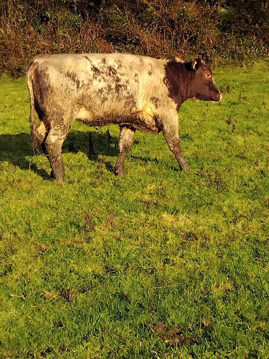 5 star roan heifer - Image 2