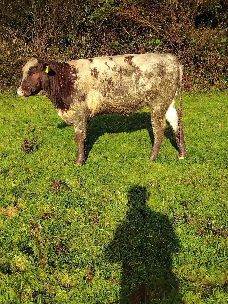 5 star roan heifer - Image 3