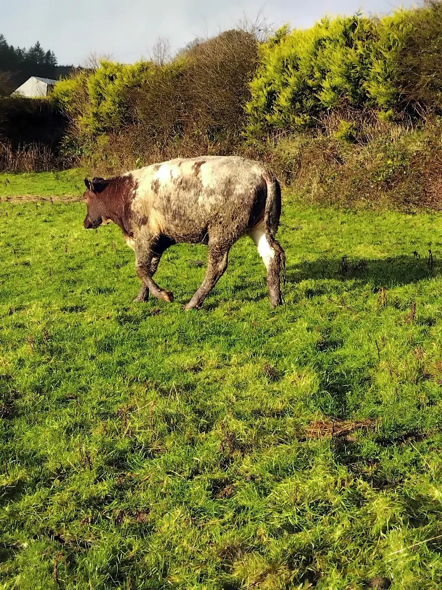 5 star roan heifer - Image 4