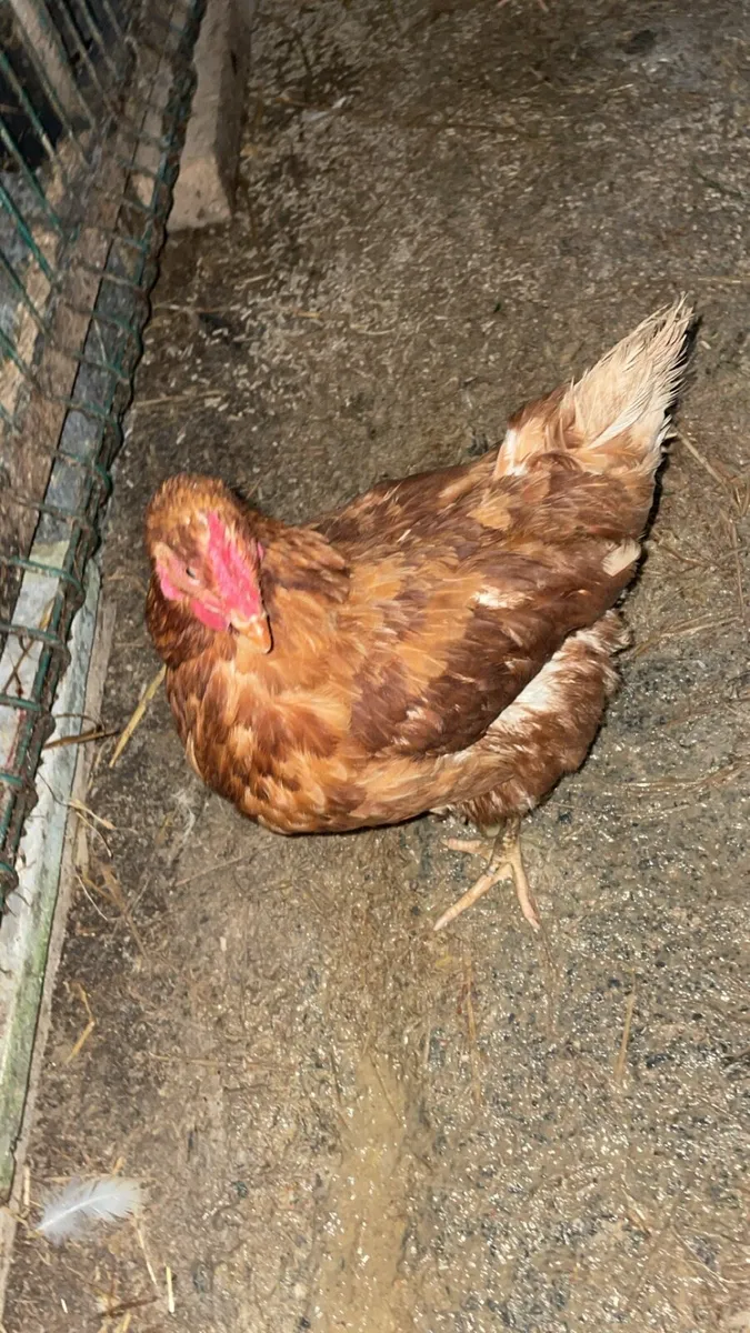 Hens - Image 3