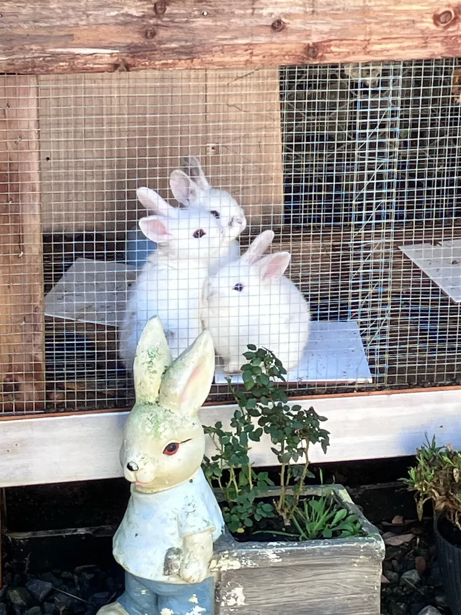 Baby rabbits - Image 1