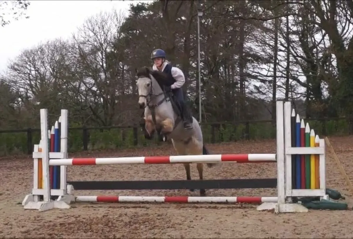 🌟 Stunning Pony Club Pony 🌟 - Image 3