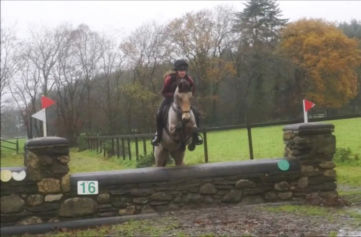 🌟 Stunning Pony Club Pony 🌟 - Image 4