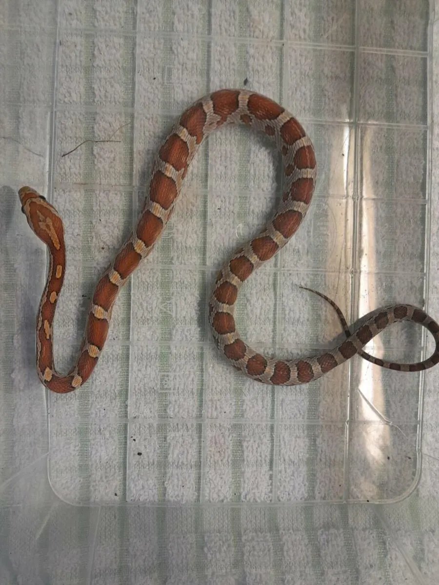🐍Corn snakes 🐍 - Image 4