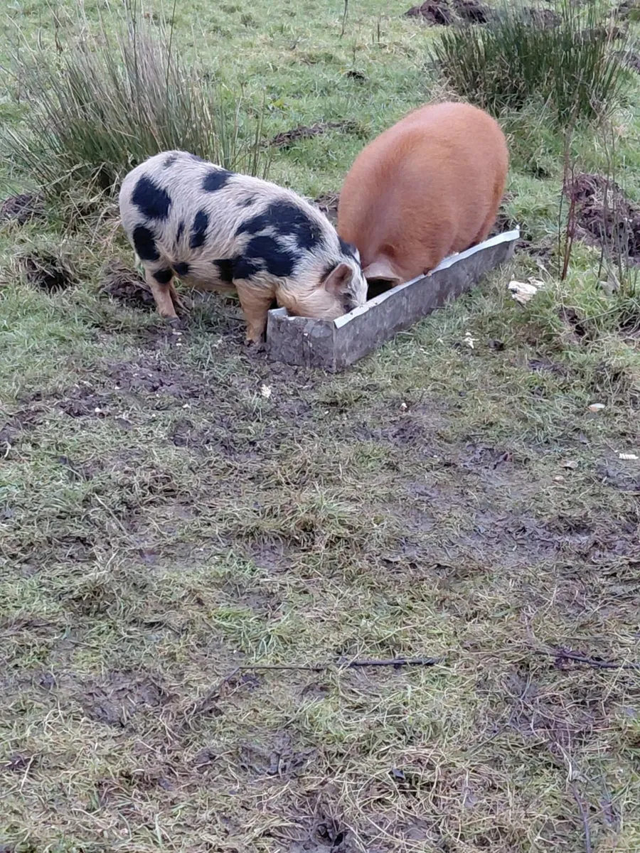 miniature pigs