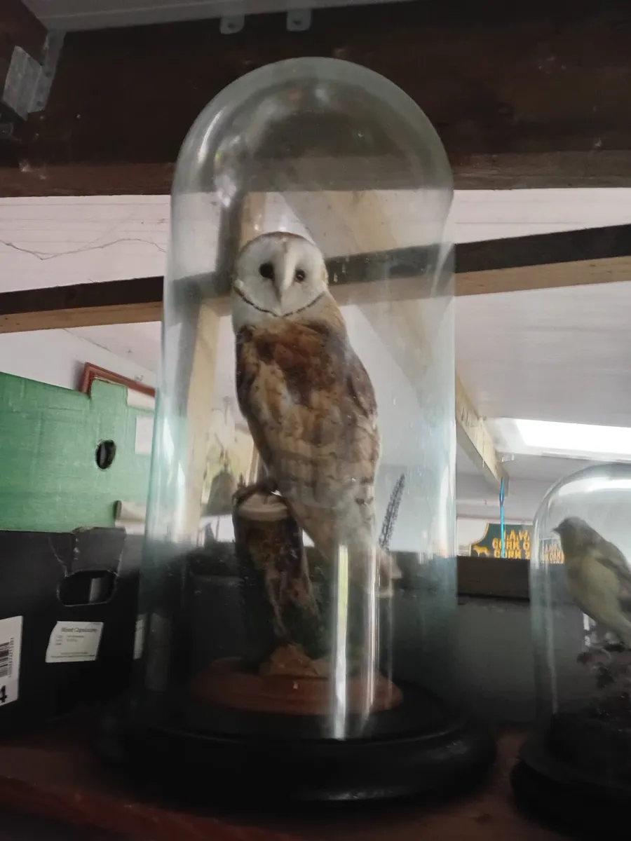 Taxidermists - Image 2