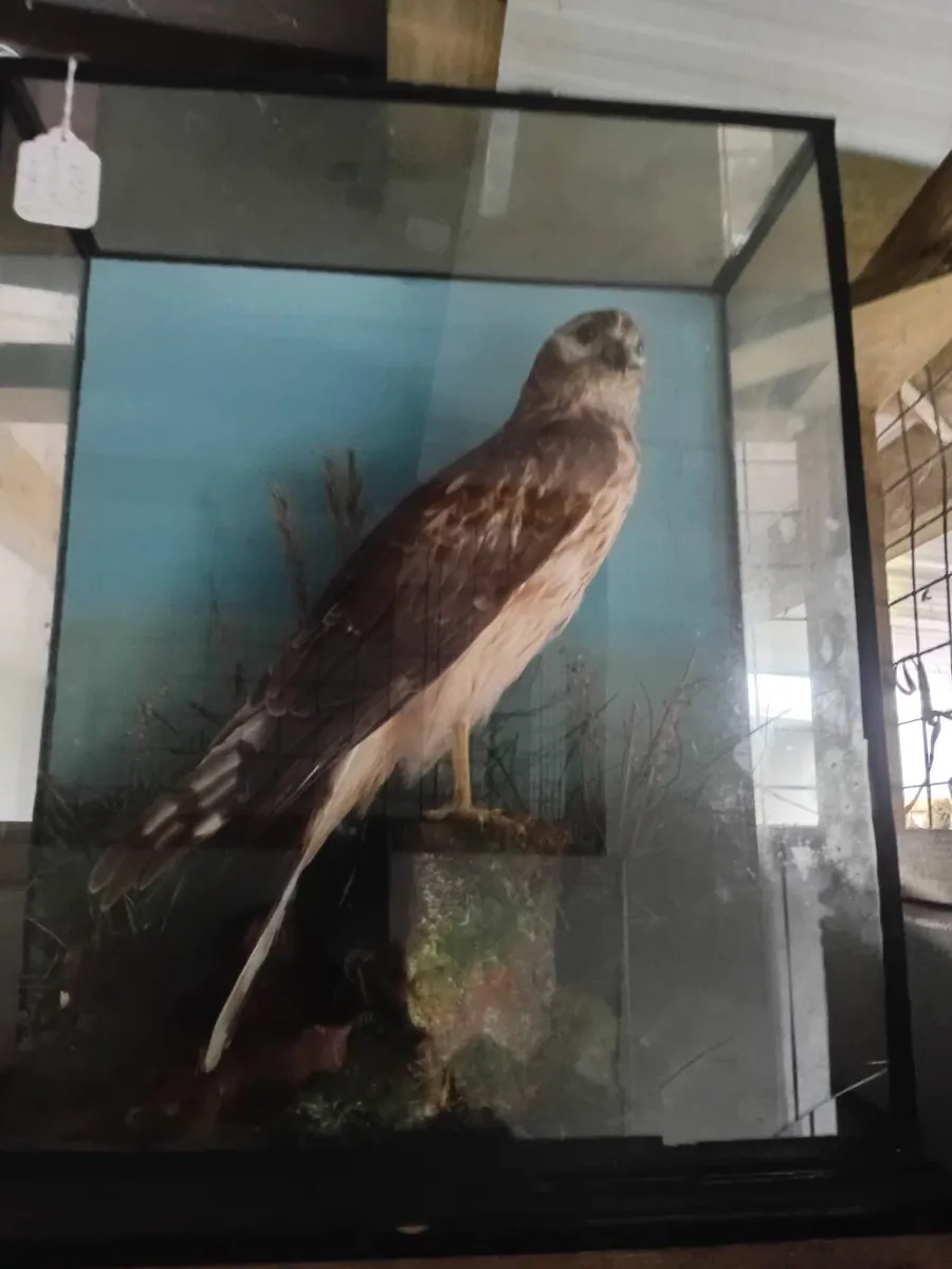 Taxidermists - Image 3