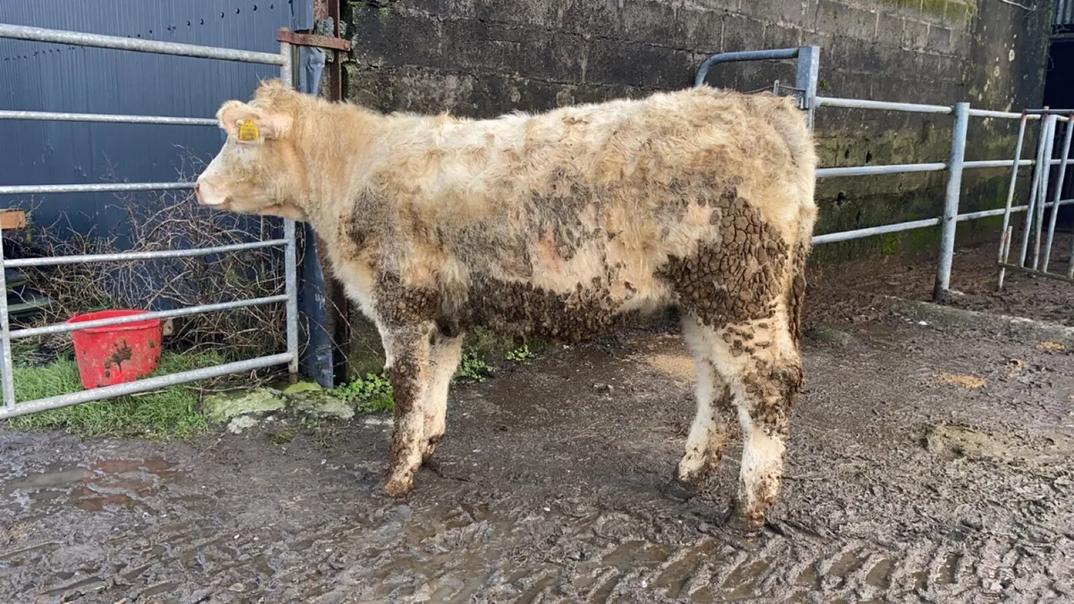 5 star PBR Charolais heifer - Image 3