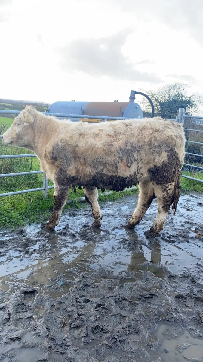 5 star PBR Charolais heifer - Image 1