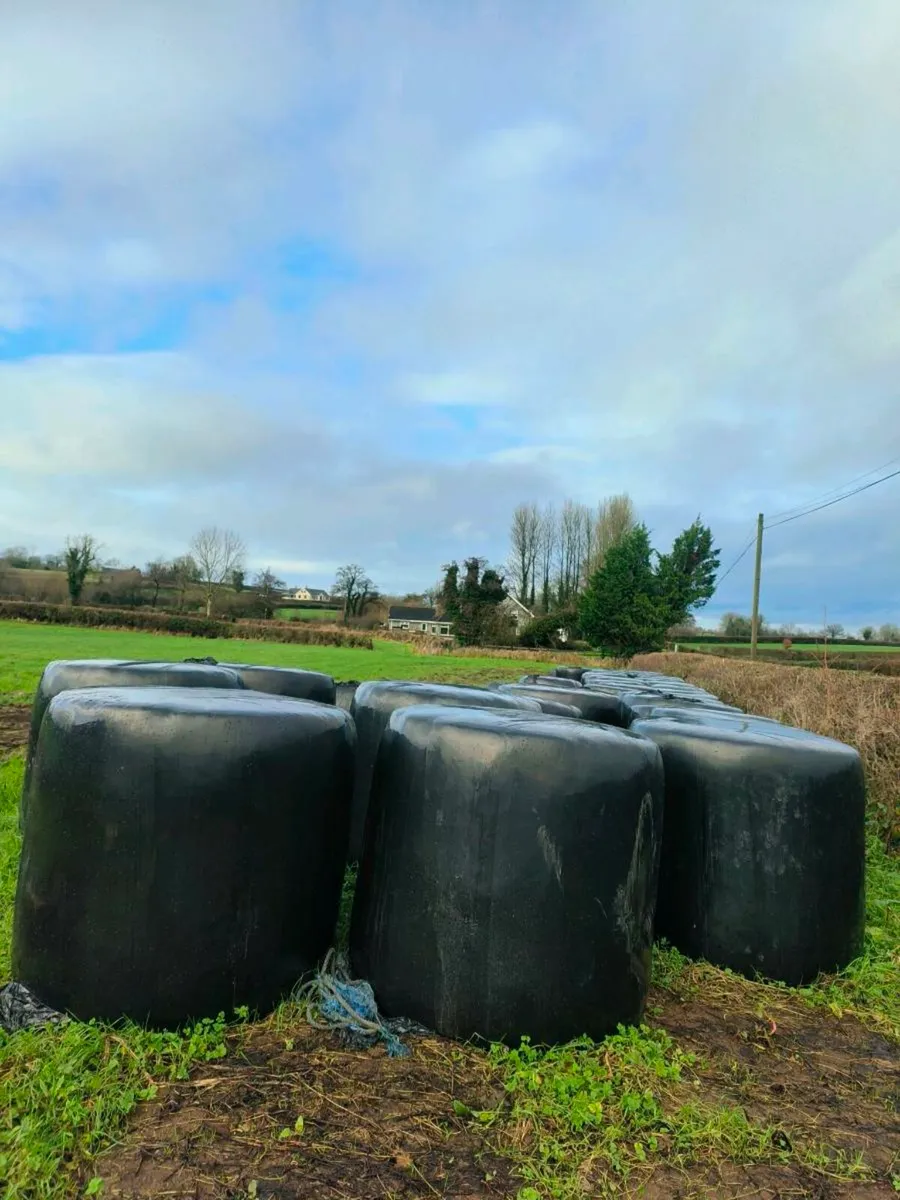 First and second cut silage for sale - Image 3