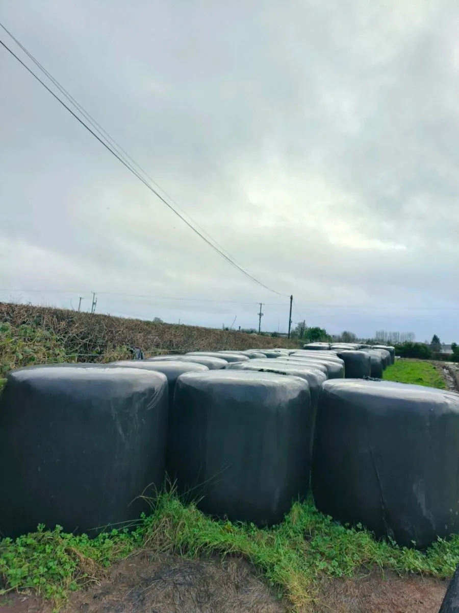 First and second cut silage for sale - Image 1