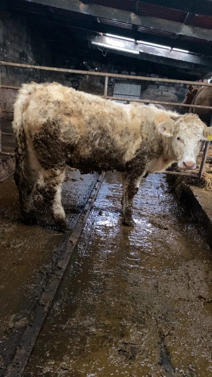 5 star PBR Charolais heifer - Image 4