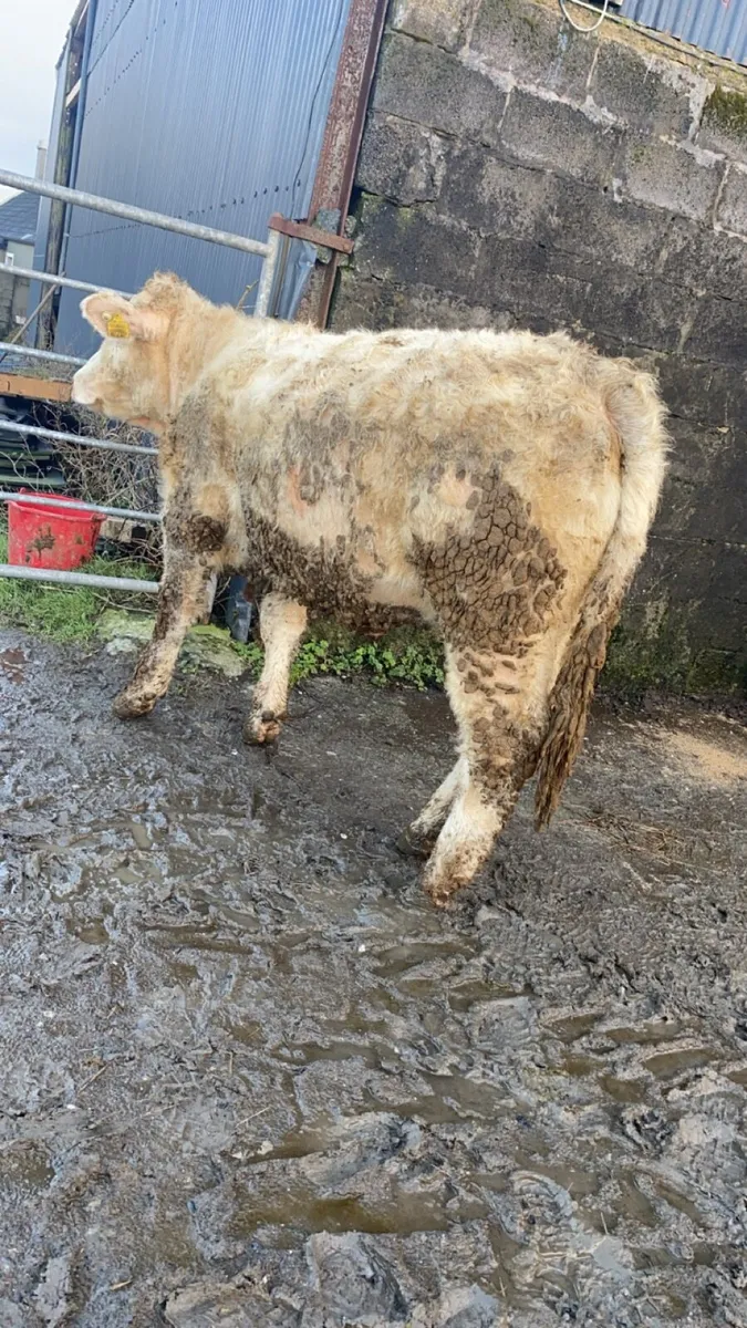 5 star PBR Charolais heifer - Image 2