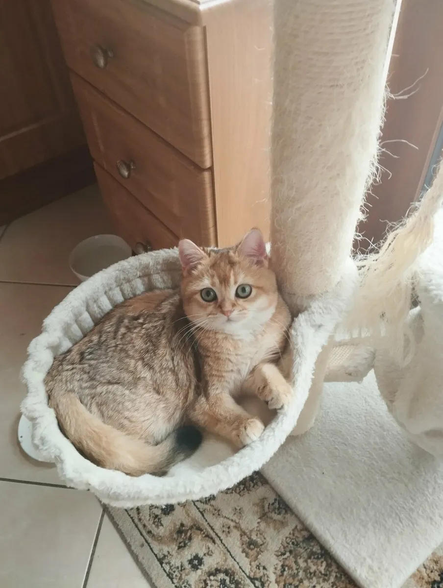 Short-hair Golden British kitten - Image 1