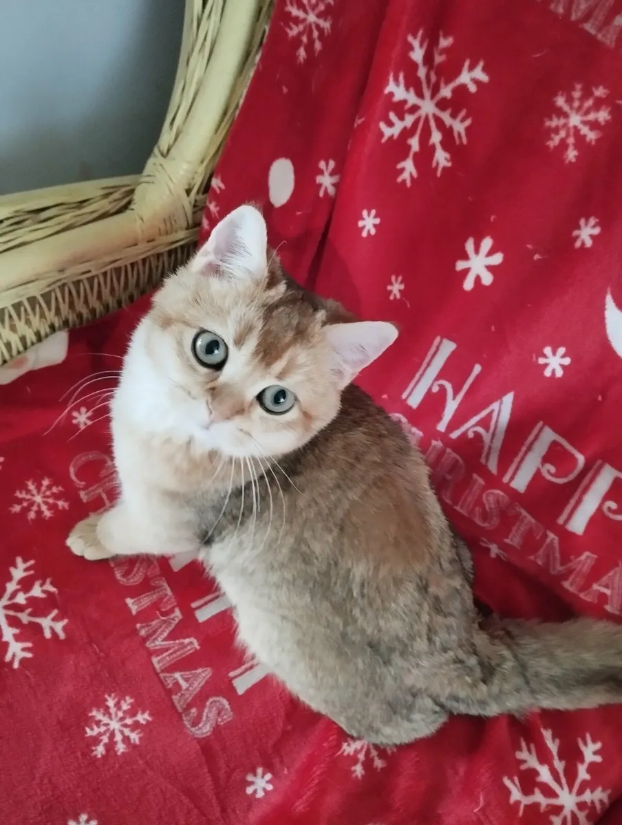 Short-hair Golden British kitten - Image 3