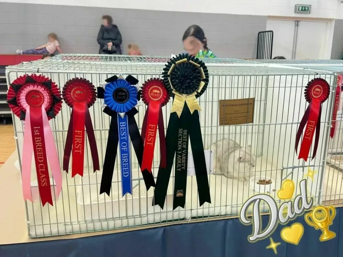 🏆 British Shorthair Kitten - Last Boy!🏆 - Image 4