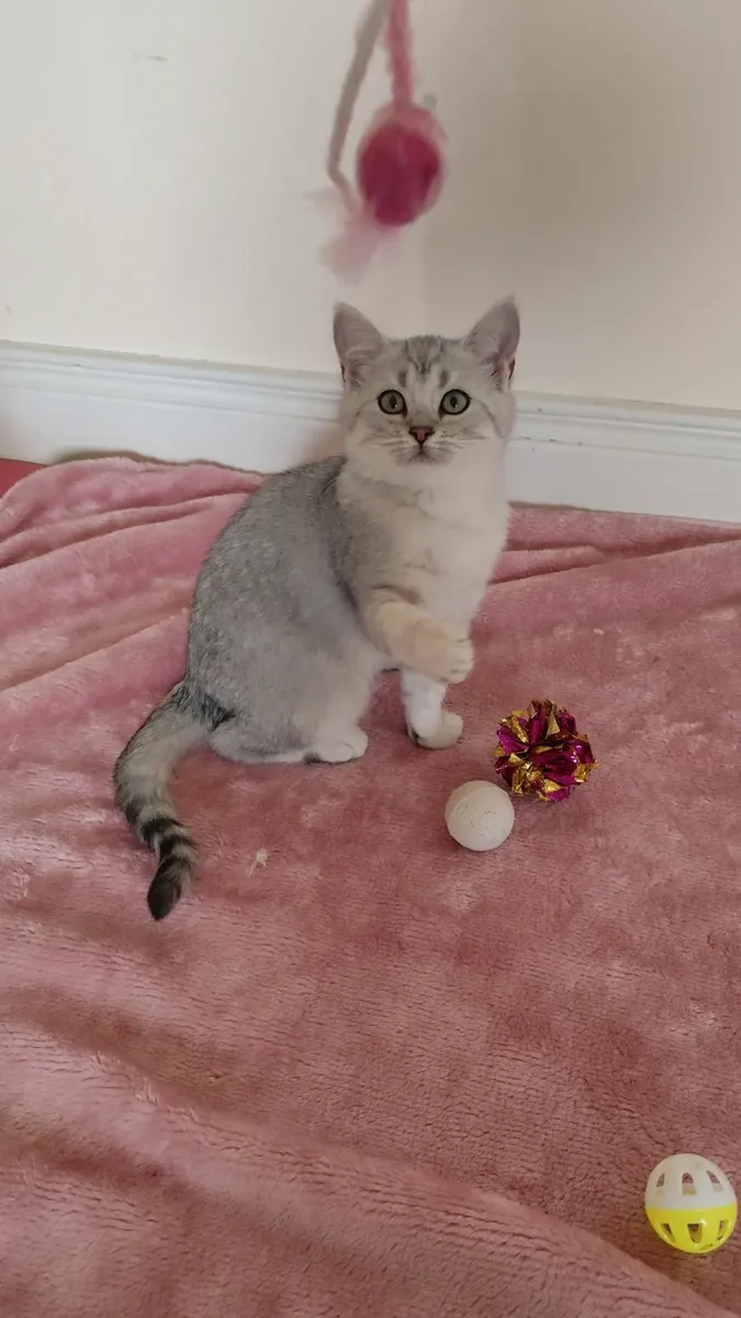 🏆 British Shorthair Kitten - Last Boy!🏆 - Image 3