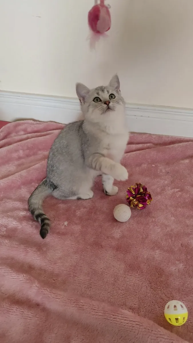 🏆 British Shorthair Kitten - Last Boy!🏆 - Image 1
