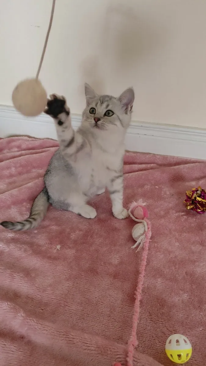 🏆 British Shorthair Kitten - Last Boy!🏆 - Image 2