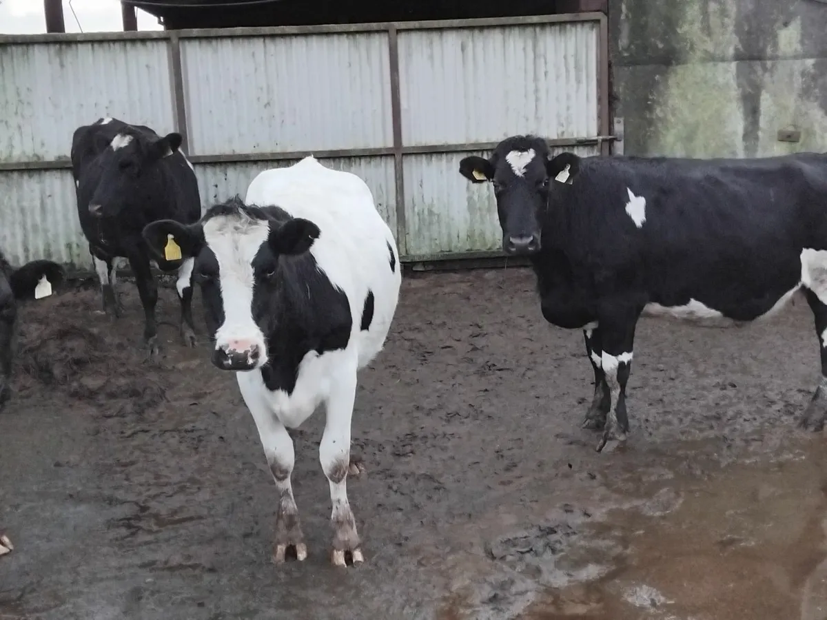 4 fresh calfed friesian heifers - Image 1