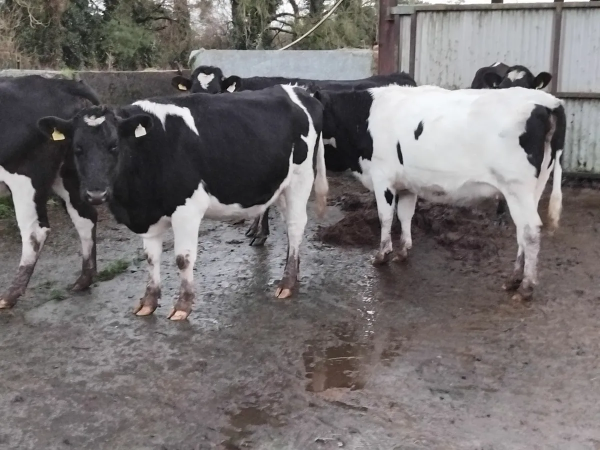 5 incalf heifers due end jan. - Image 1