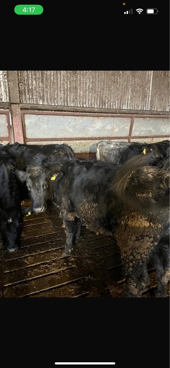 35 Angus & Hereford heifers - Image 1