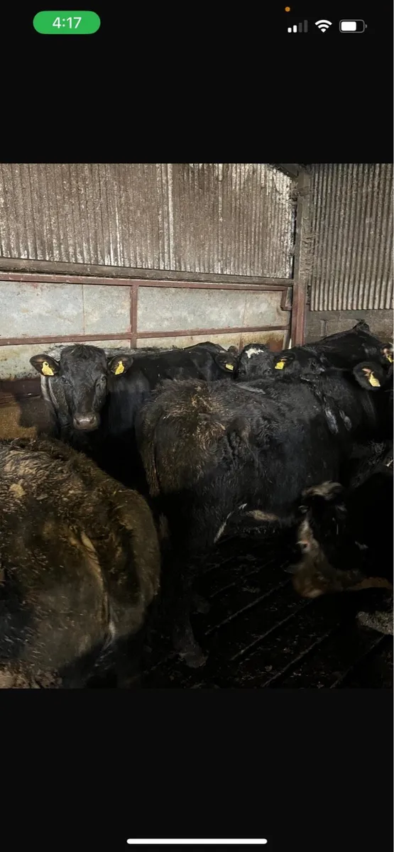 35 Angus & Hereford heifers - Image 2