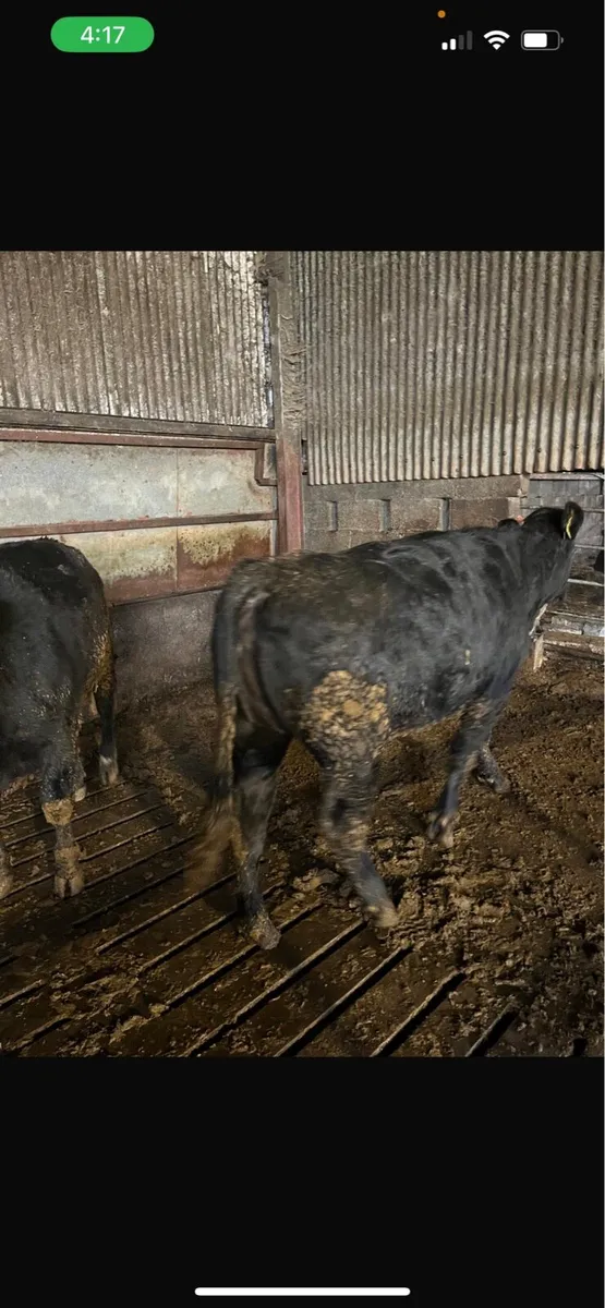 35 Angus & Hereford heifers - Image 3