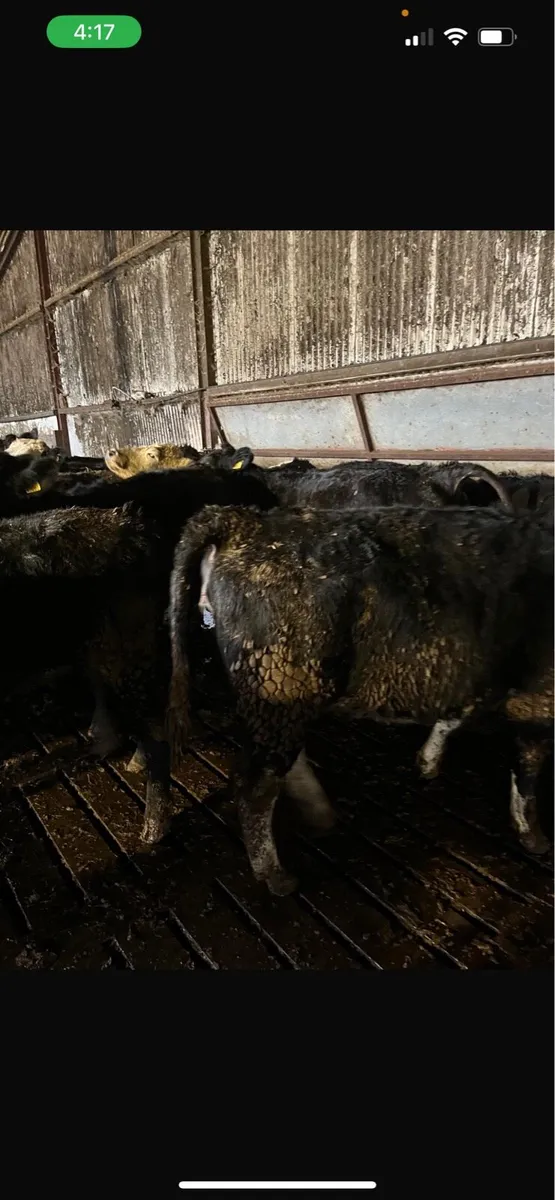 35 Angus & Hereford heifers - Image 4