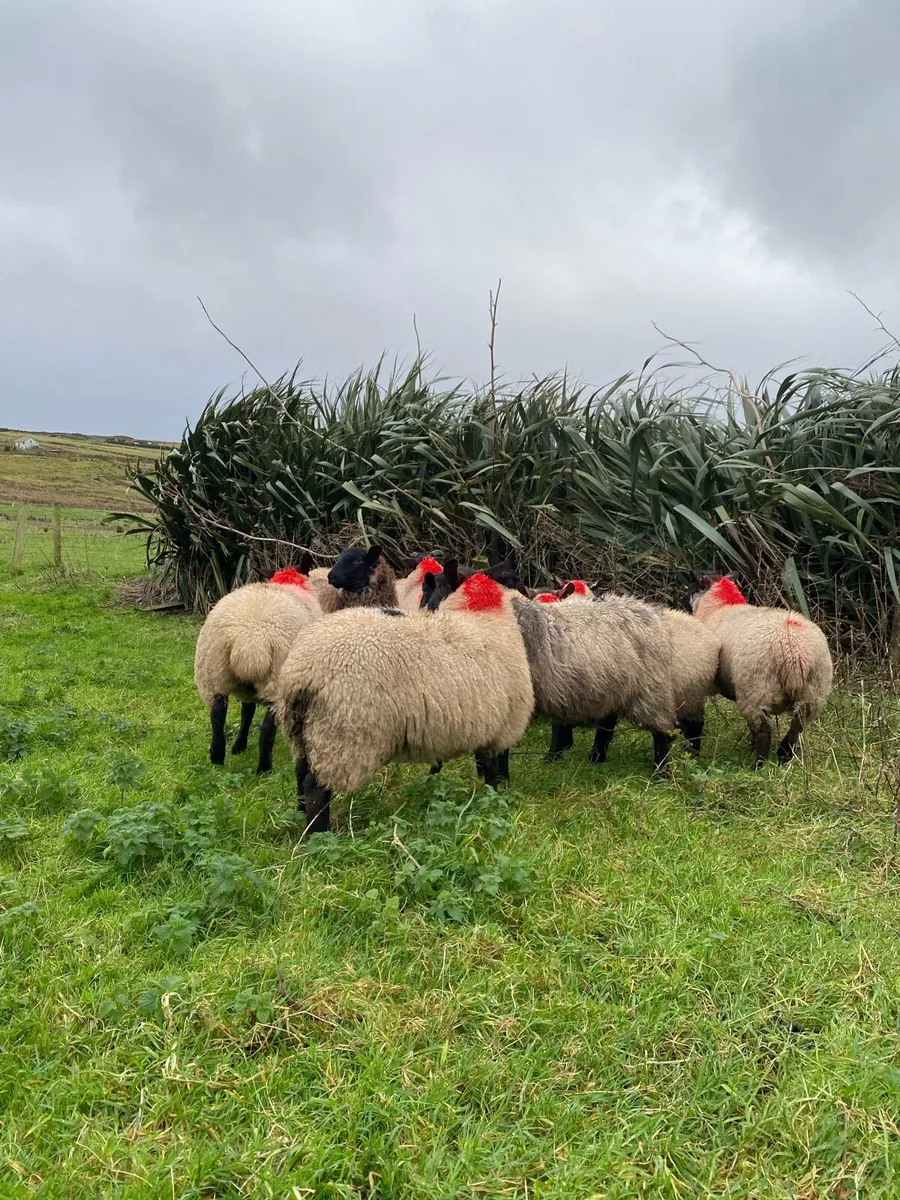 Suffolk mules for Ballina - Image 3