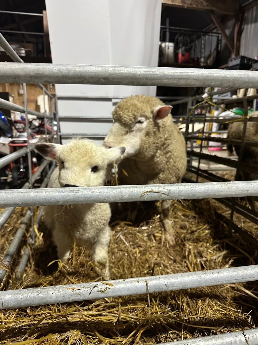 Sheep and lambs - 2 Dorest ewes with 2 lambs each - Image 1