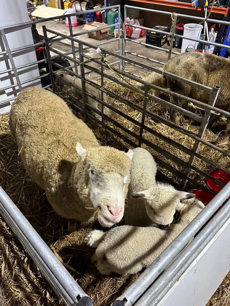 Sheep and lambs - 2 Dorest ewes with 2 lambs each - Image 2