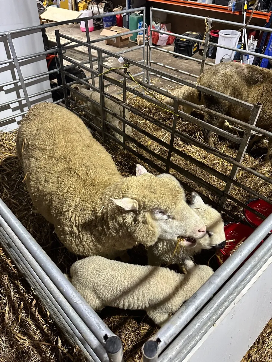 Sheep and lambs - 2 Dorest ewes with 2 lambs each - Image 3