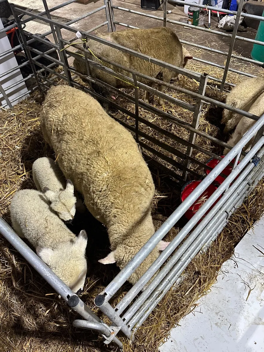 Sheep and lambs - 2 Dorest ewes with 2 lambs each - Image 4