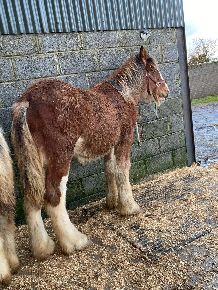 2 good heavy filly’s - Image 1