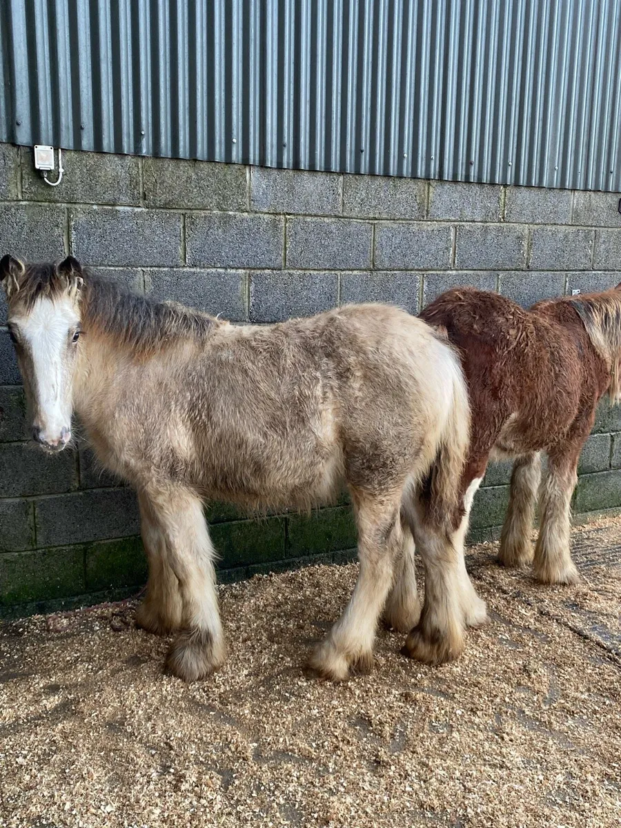 2 good heavy filly’s - Image 2