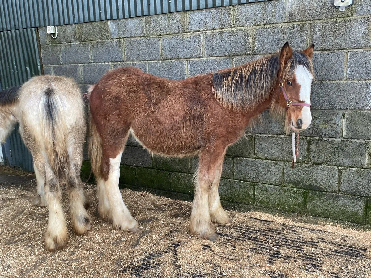 2 good heavy filly’s - Image 3