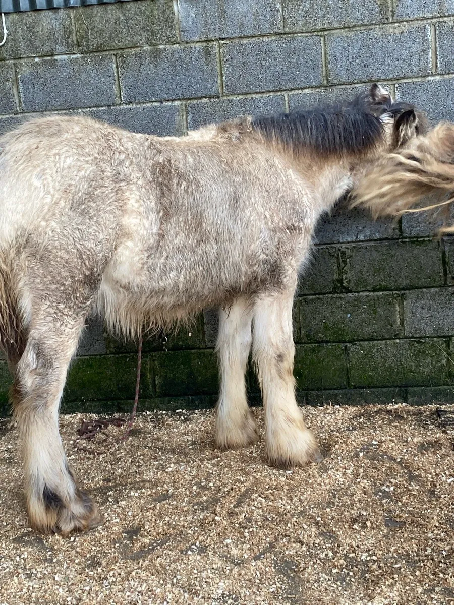 2 good heavy filly’s - Image 4