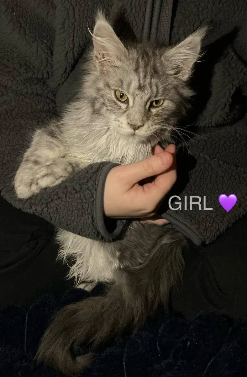 2 Maine coon purebred silver kittens - Image 1