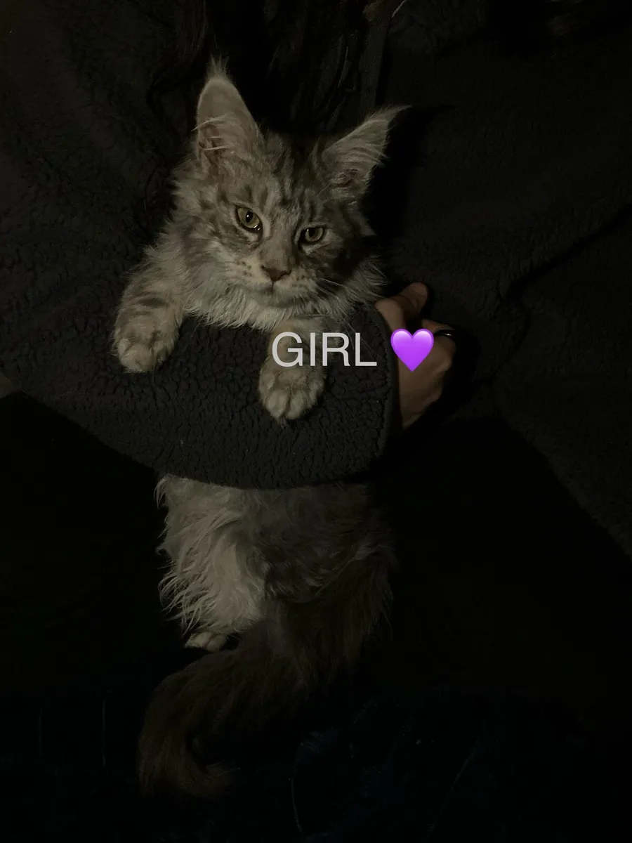 2 Maine coon purebred silver kittens - Image 2