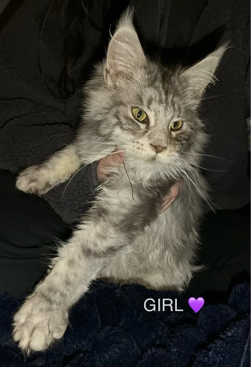 2 Maine coon purebred silver kittens - Image 3