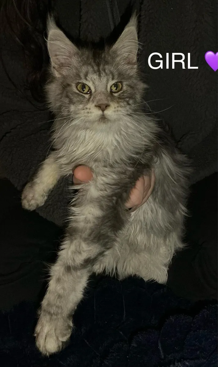 2 Maine coon purebred silver kittens - Image 4