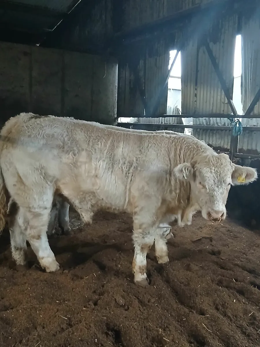 Pedigree Charolais Bull - Image 3