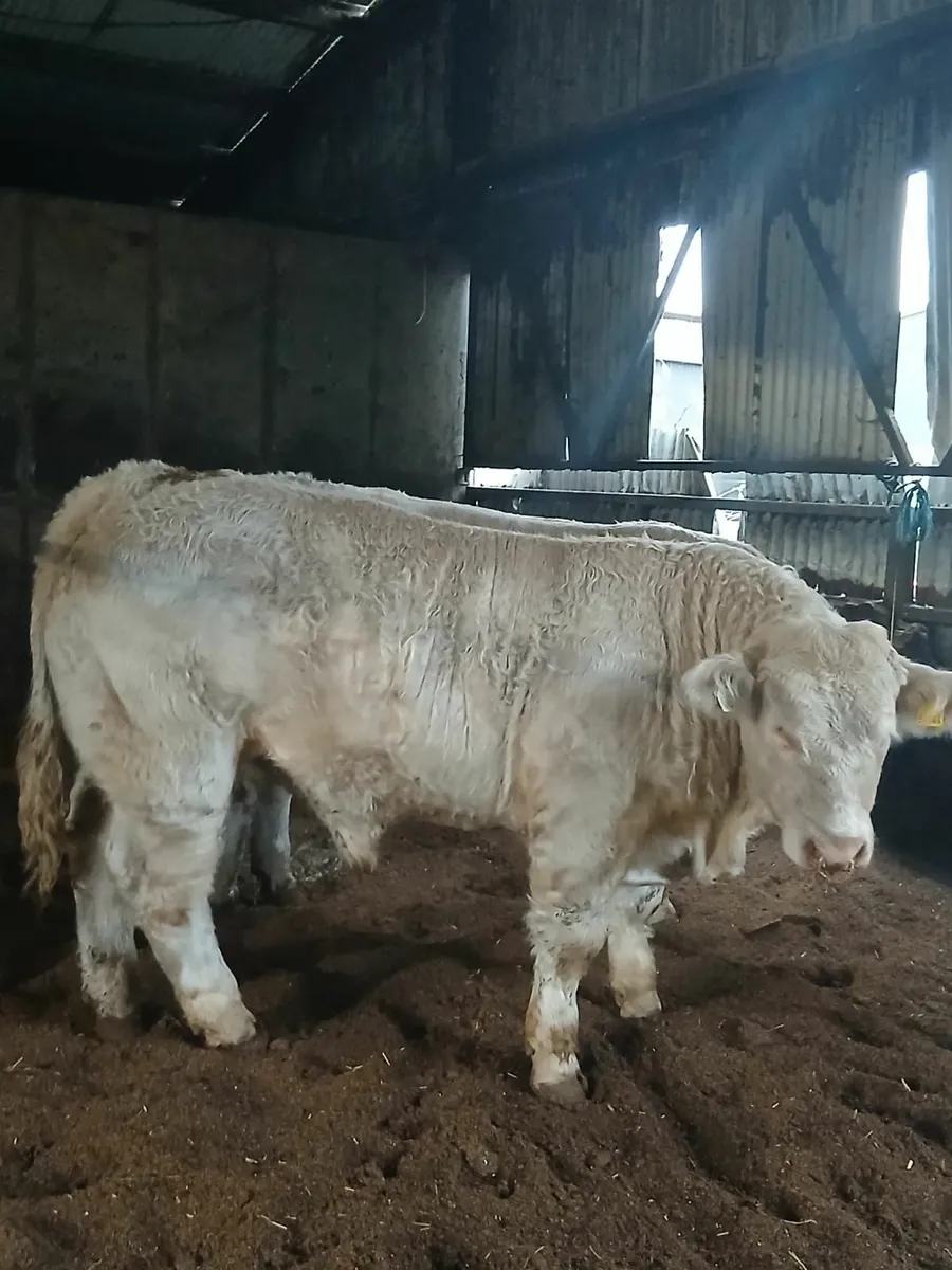 Pedigree Charolais Bull - Image 2