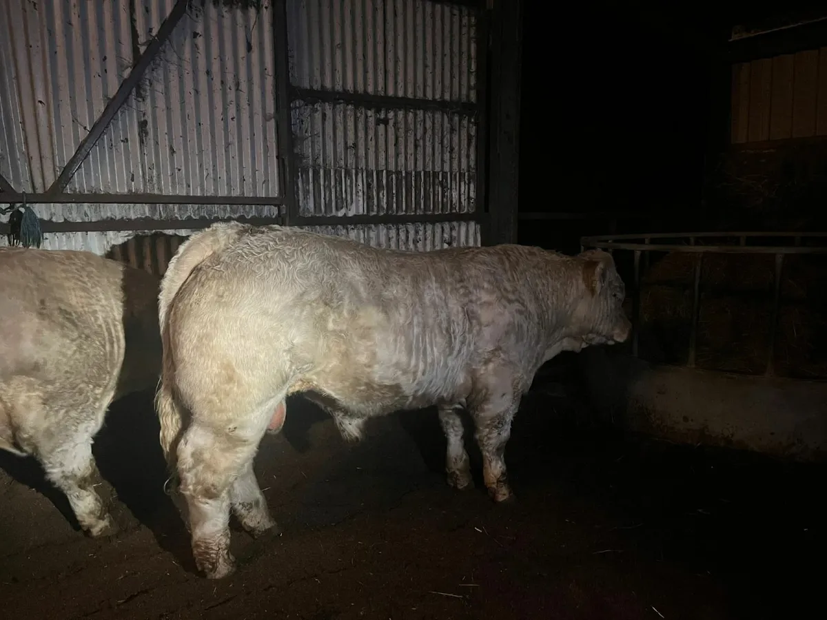 Pedigree Charolais Bull - Image 4
