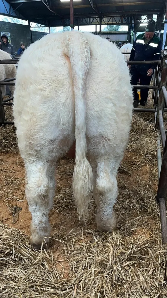 Pedigree Charolais Bull - Image 1