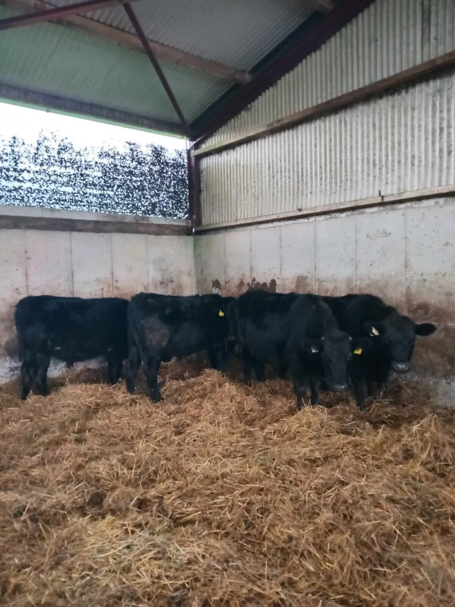 Angus Bullocks "Fully Organic" - Image 1