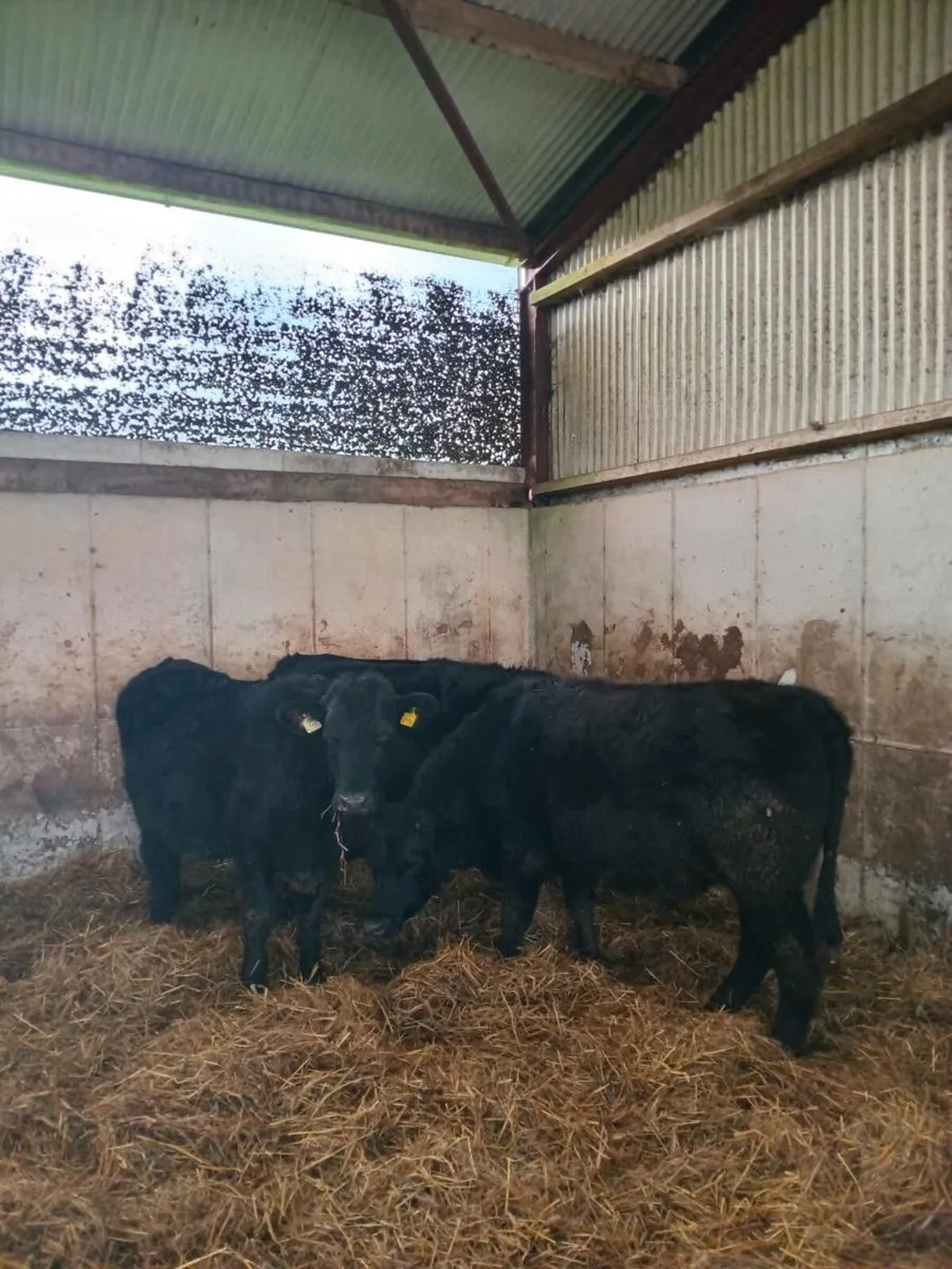 Angus Bullocks "Fully Organic" - Image 2