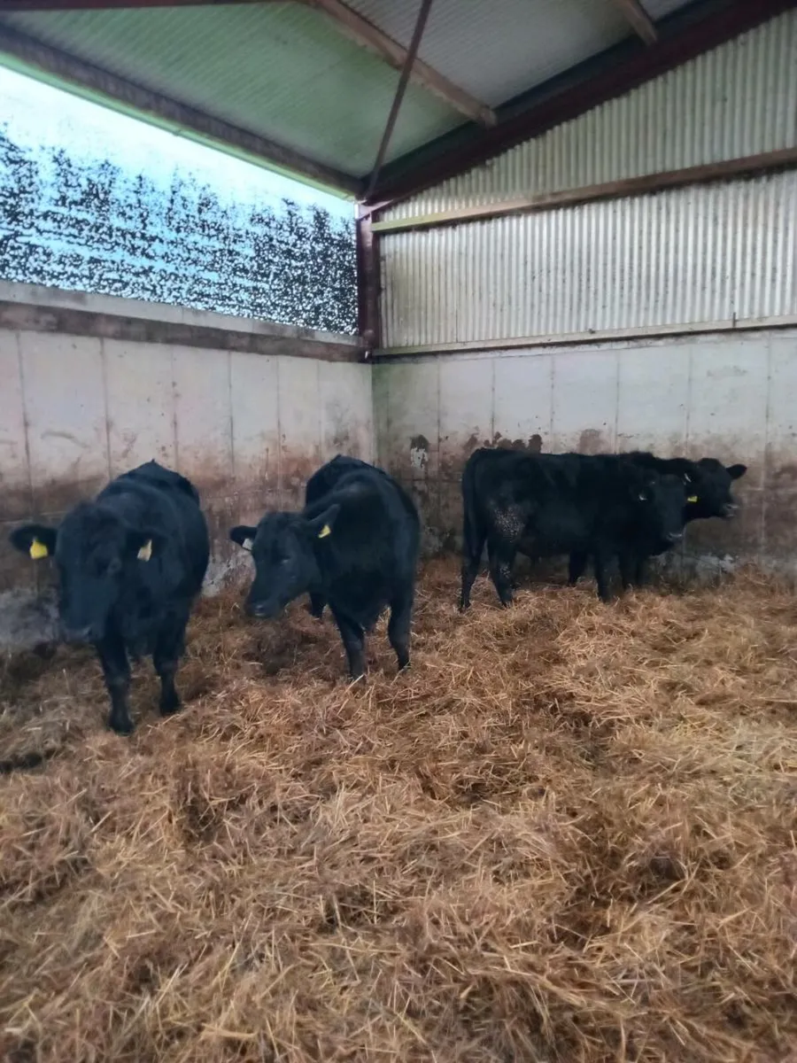 Angus Bullocks "Fully Organic" - Image 4